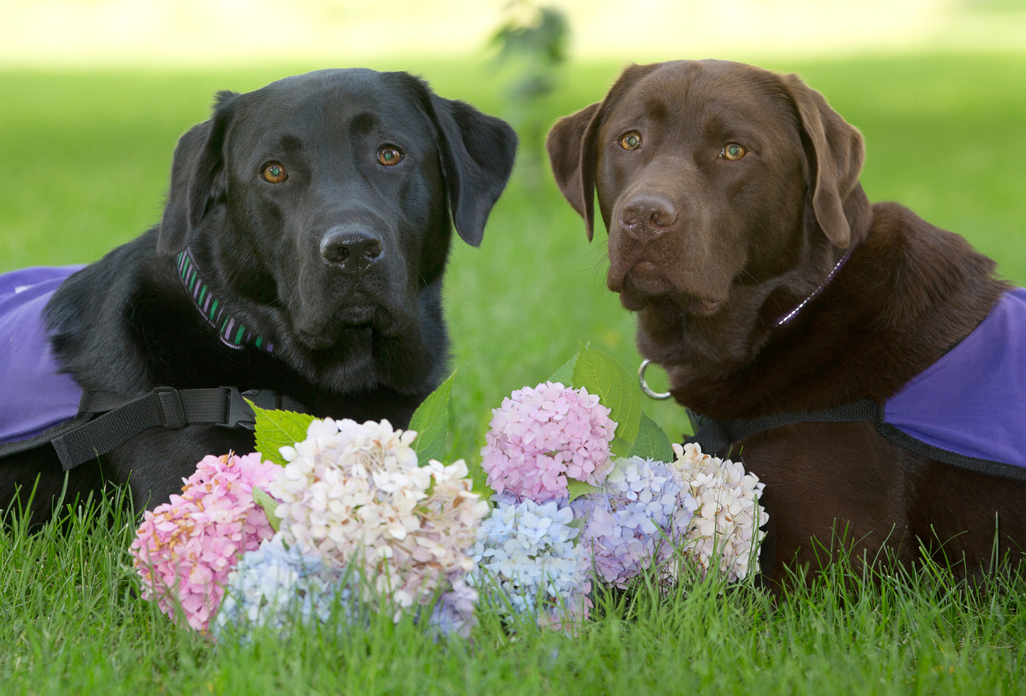 torontosupportdogs