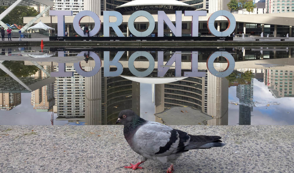 toronto pigeon